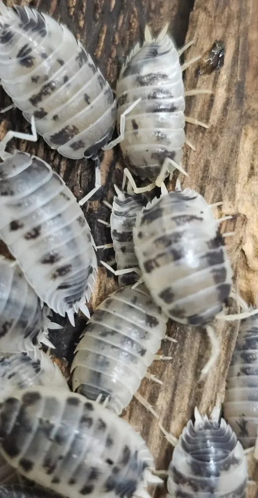 Porcelio laevis "Dairy cow" (x1)