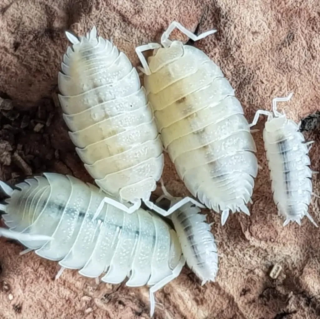 Porcelio scaber "white out" (x1)