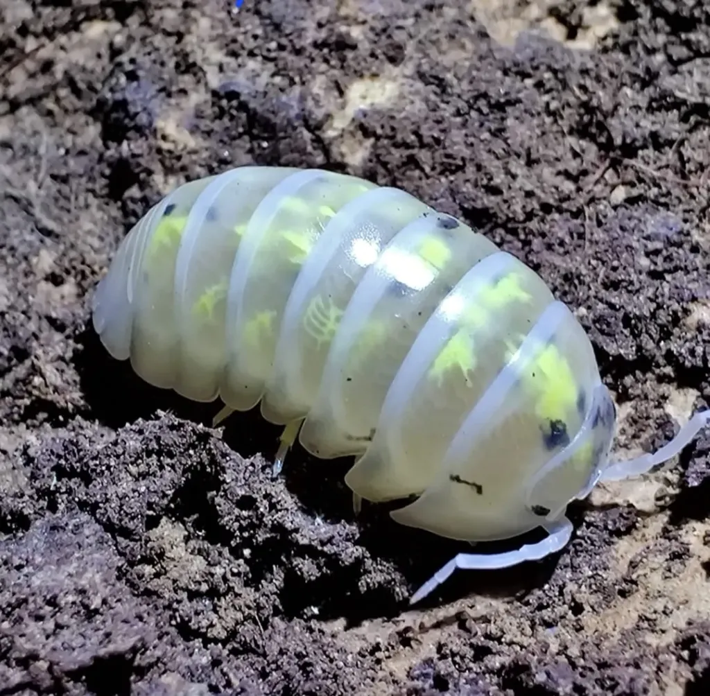 Armadillidium "Magic potion" (x5)