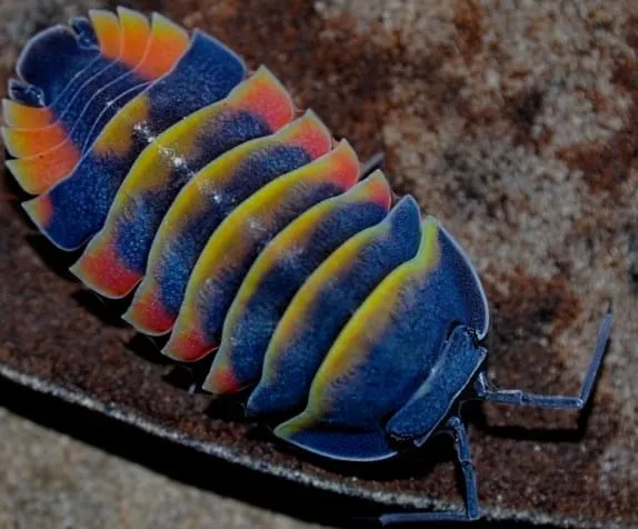 Ardentiella sp. "Ember bee" (x5)