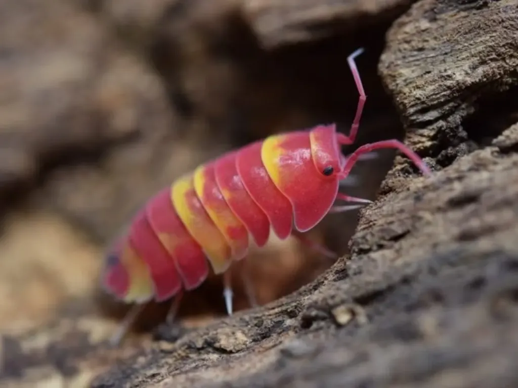 Ardentiella sp. "Scarlet" (x5)