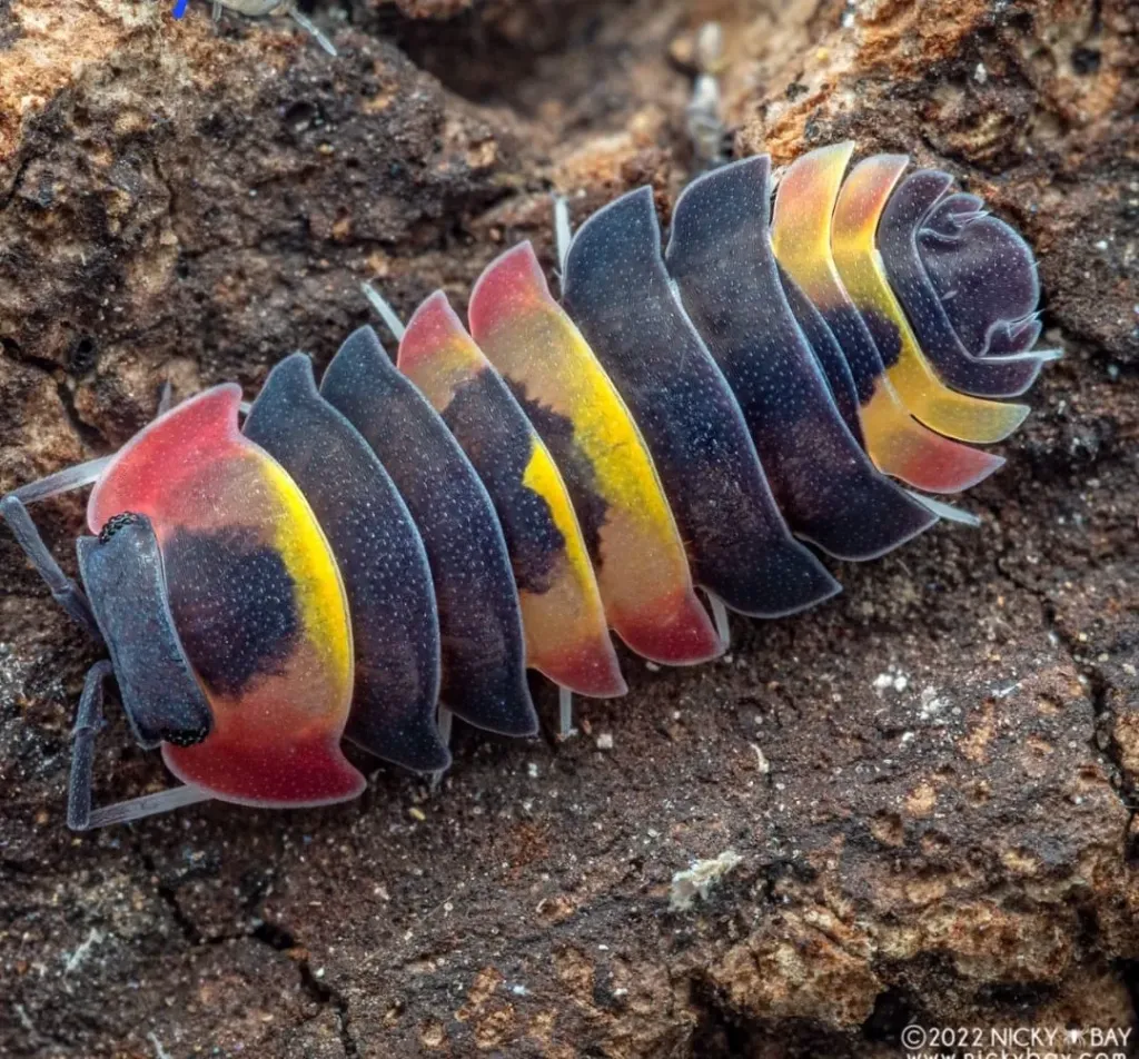 Ardentiella sp. "Tricolor" (x5)