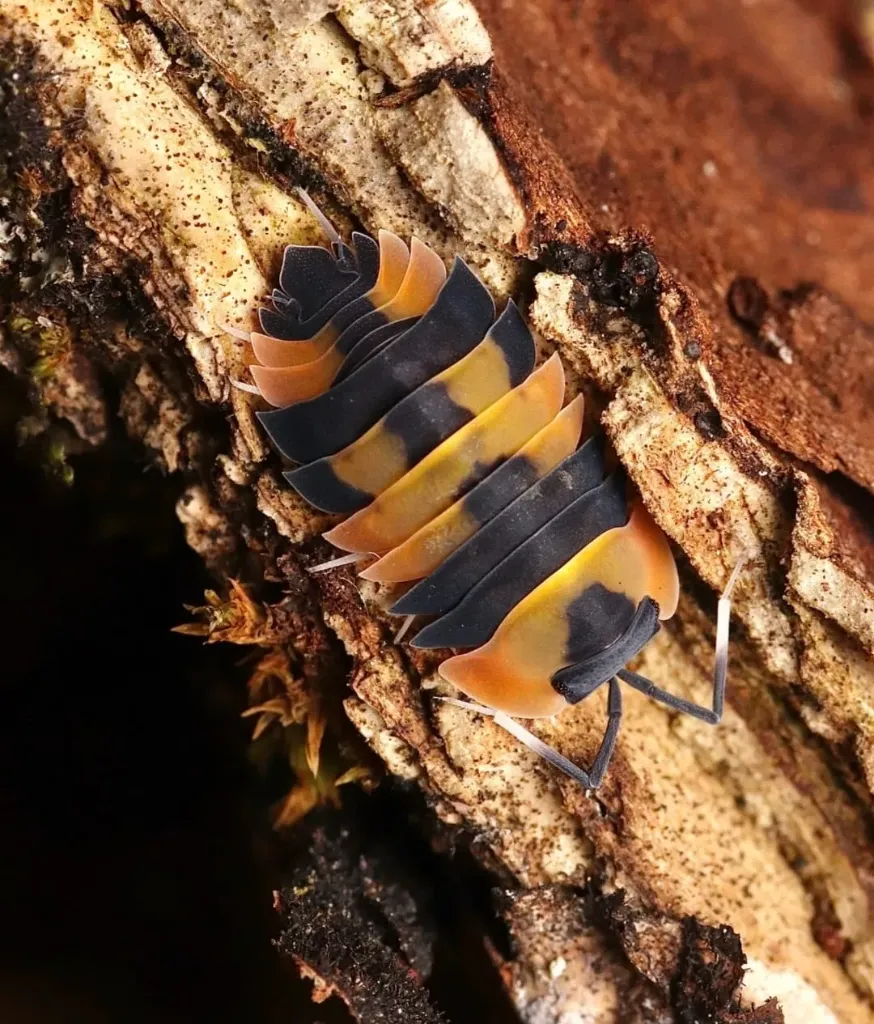 Ardentiella sp. "Phoenix" (x5)