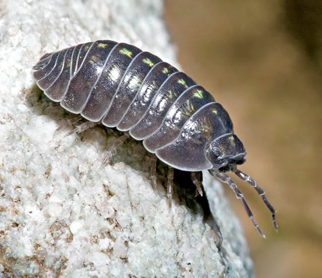 Armadillidium vulgare /(x1)