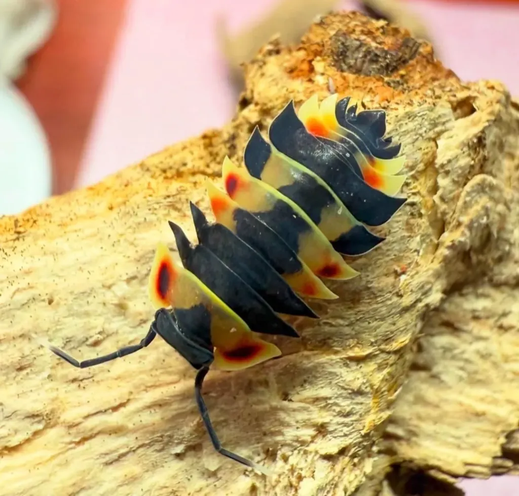 Ardentiella sp. "Pastel" (x5)