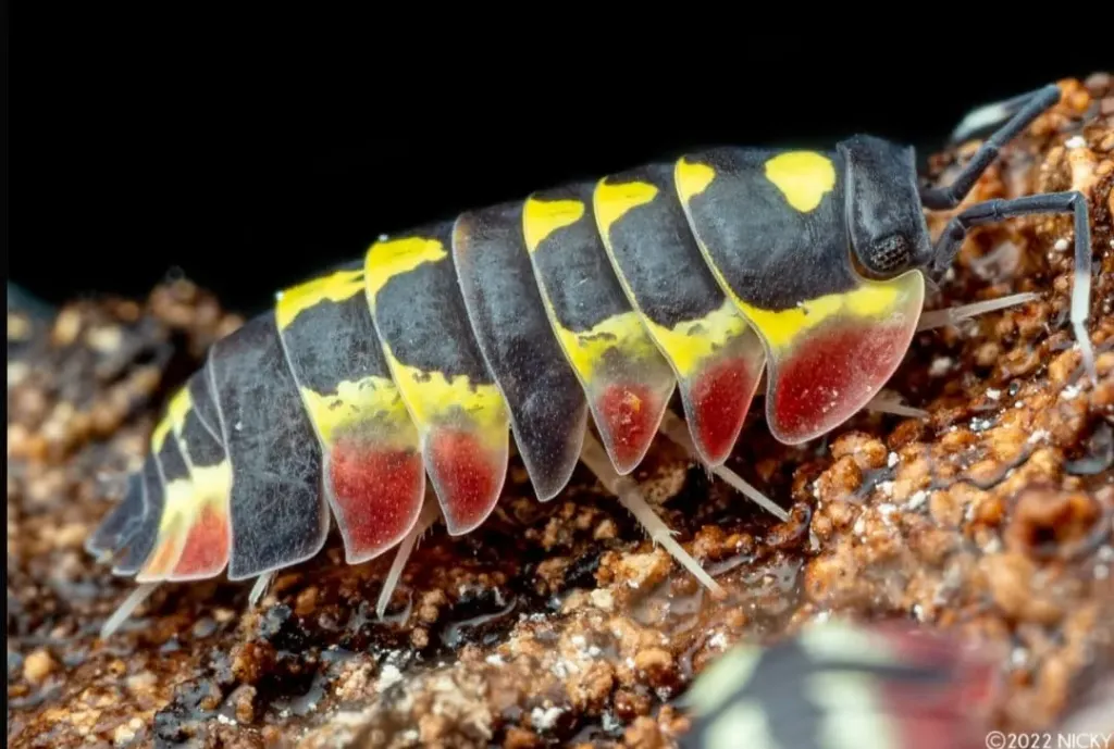 Ardentiella sp. "Red diablo" (x5)