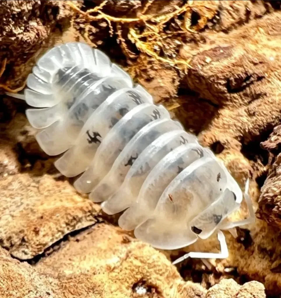 Nesodillo archangeli "Shiro utsuri" (x5)