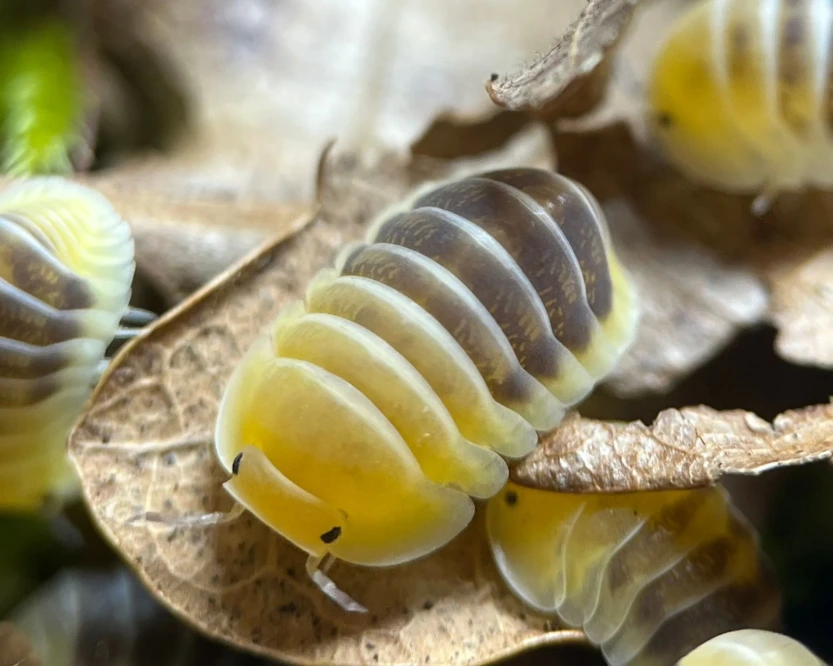Cubaris sp.  ("Jupiter"/"amber tiger") (x5)