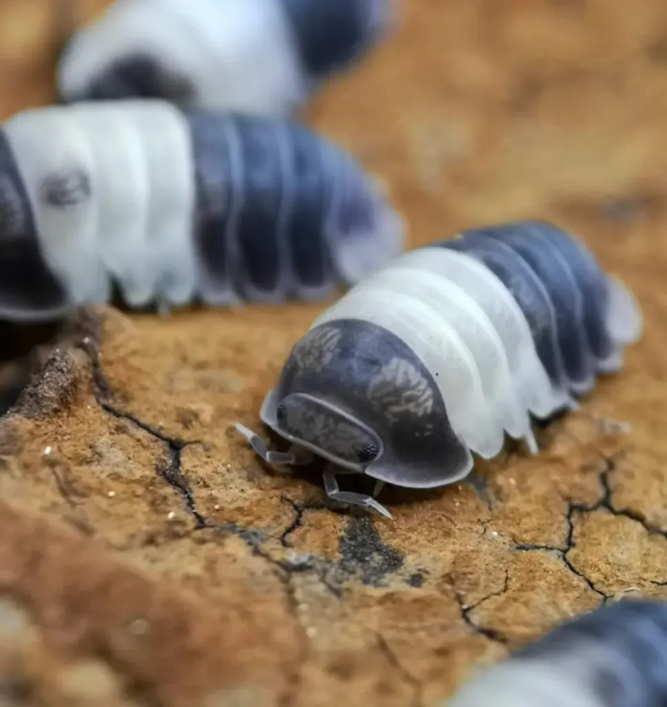 Cubaris sp "Panda king" (x5)