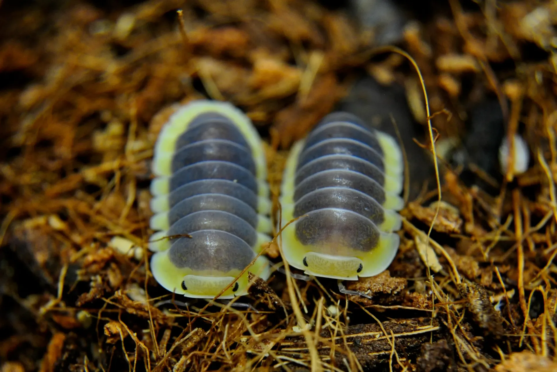 Cubaris sp. "lemon blue" (x5)