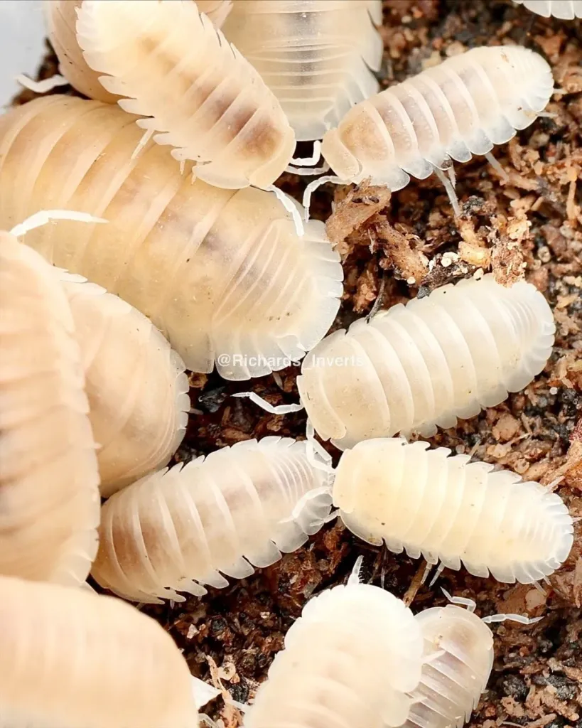 Cubaris murina "Glacier" (x5)