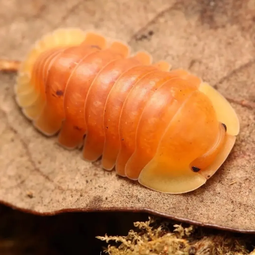 Cubaris sp. "Blonde ducky" (x5)