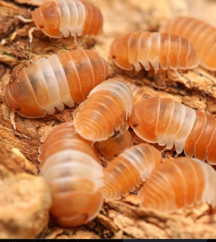 Cubaris sp. "Red panda king" (x5)