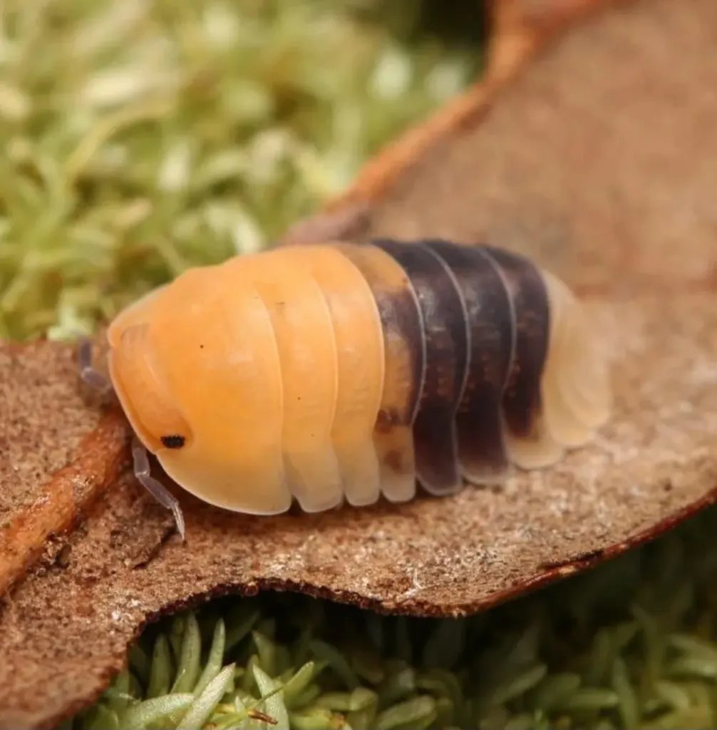 Cubaris sp. "Rubber bee" (x5)