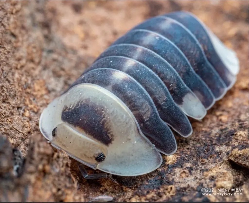 Cubaris sp. "White head ducky" (x5)