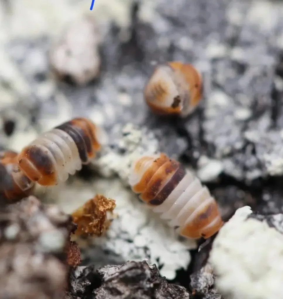 Cubaris sp.  "White shark" (x5)