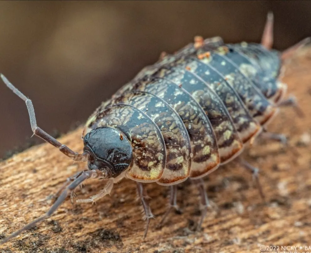 Philoscia muscorum (x1)