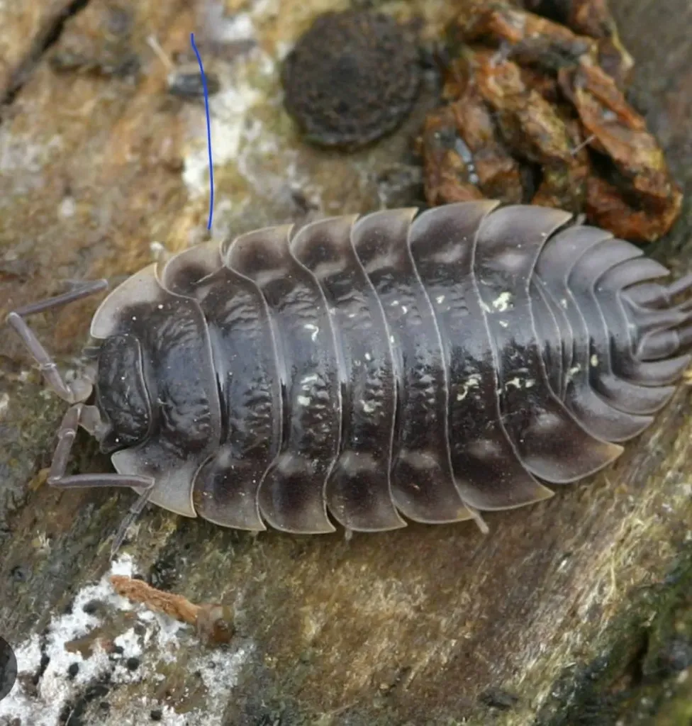 Oniscus asellus (x5)