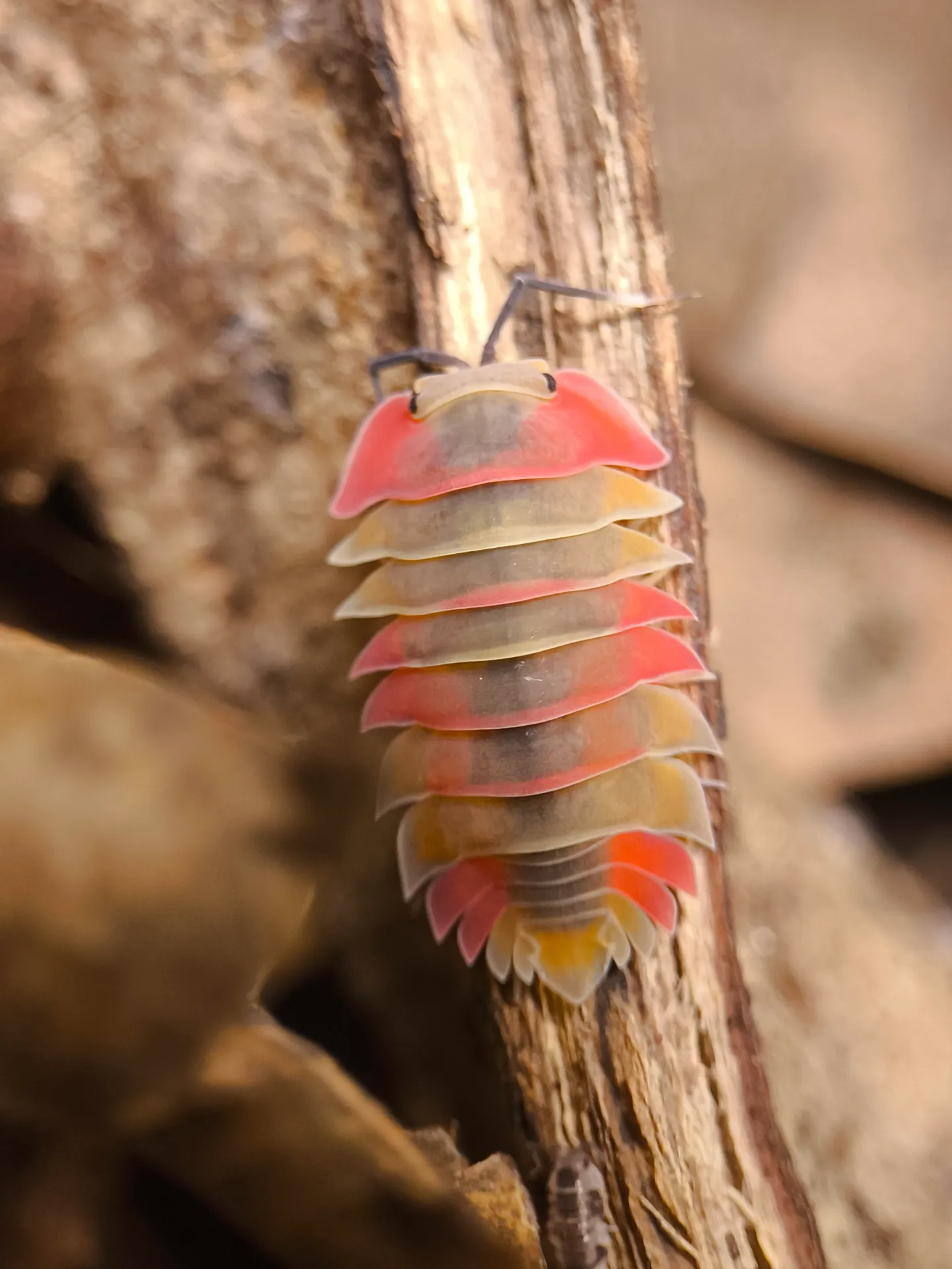 Arentiella sp. "Aurora" (x1)