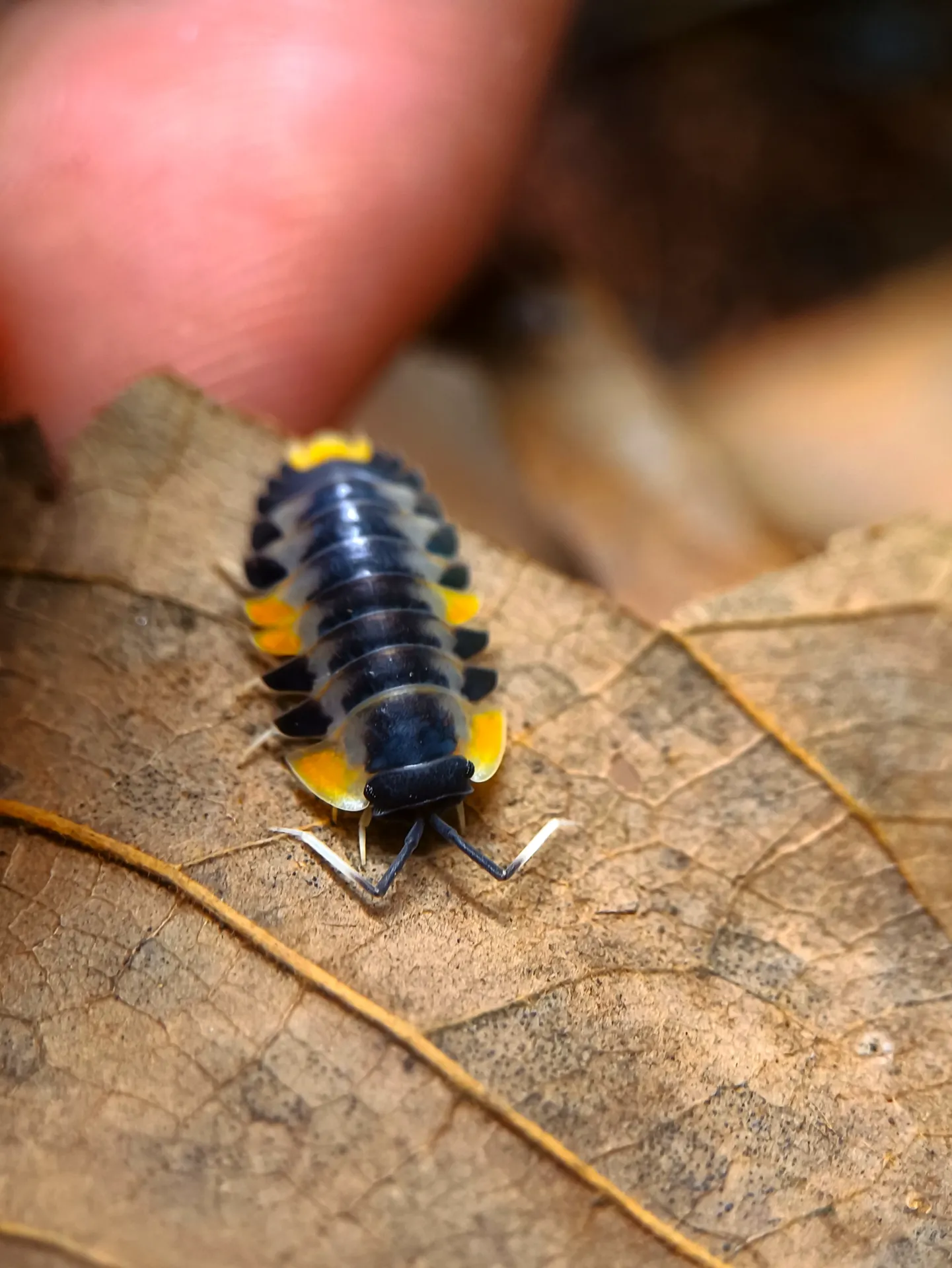Ardentiella sp. "wing wing" (x1)