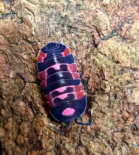 Ardentiella sp. "Pink lambo" (x1)