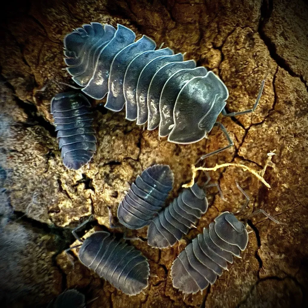 Ardentiella "Black hole" (x5)