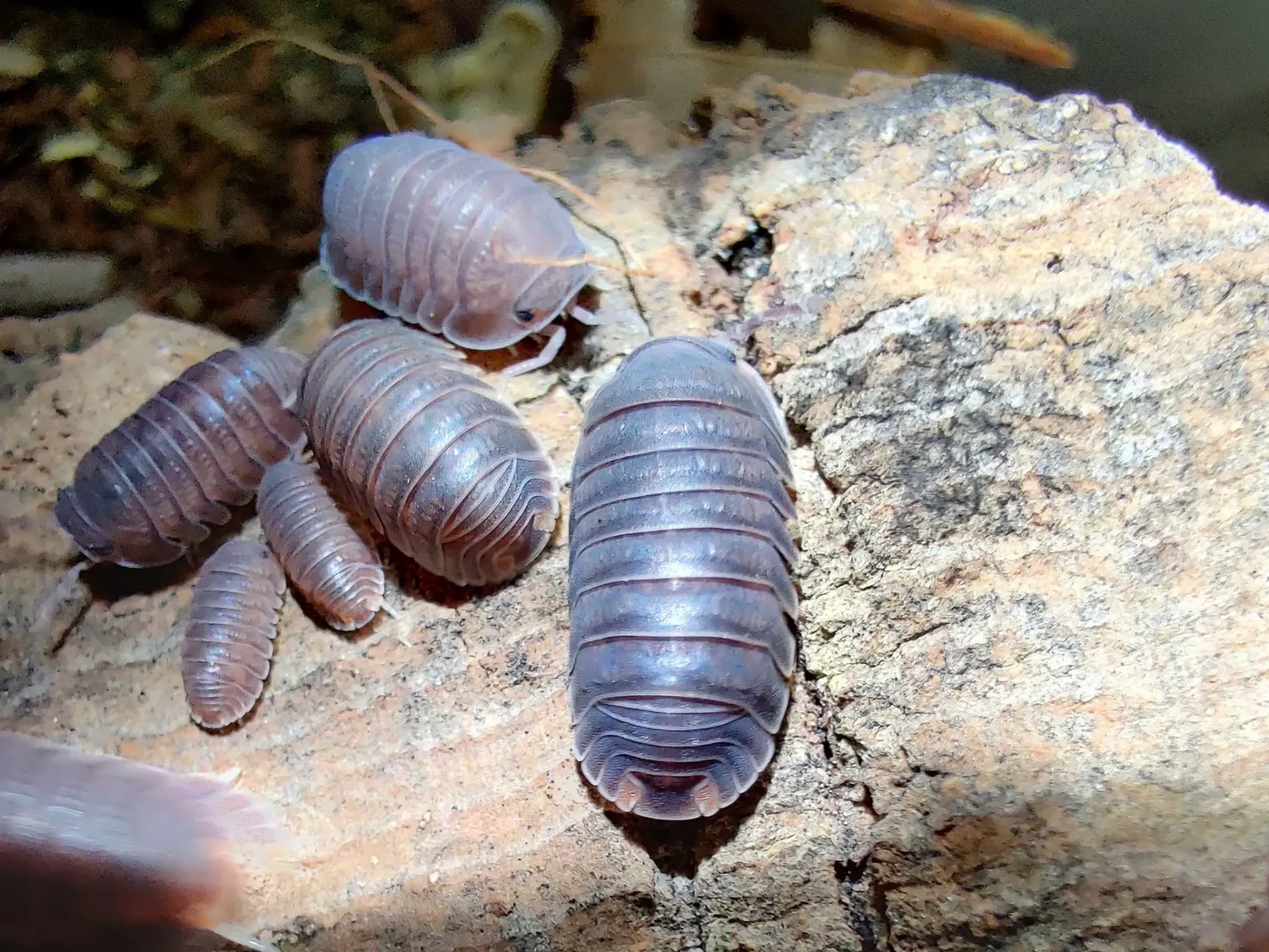 Cubaris murina /(x1)