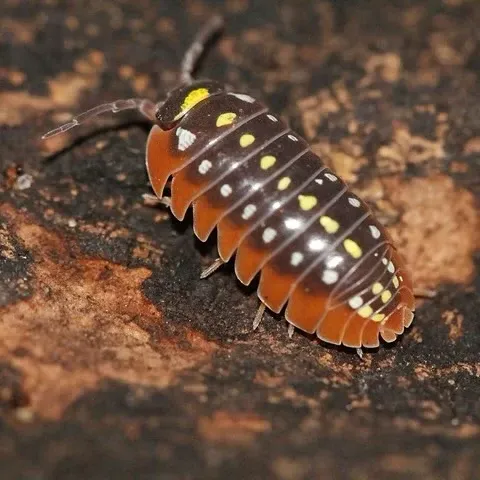 Armadillidium klugii (x5)