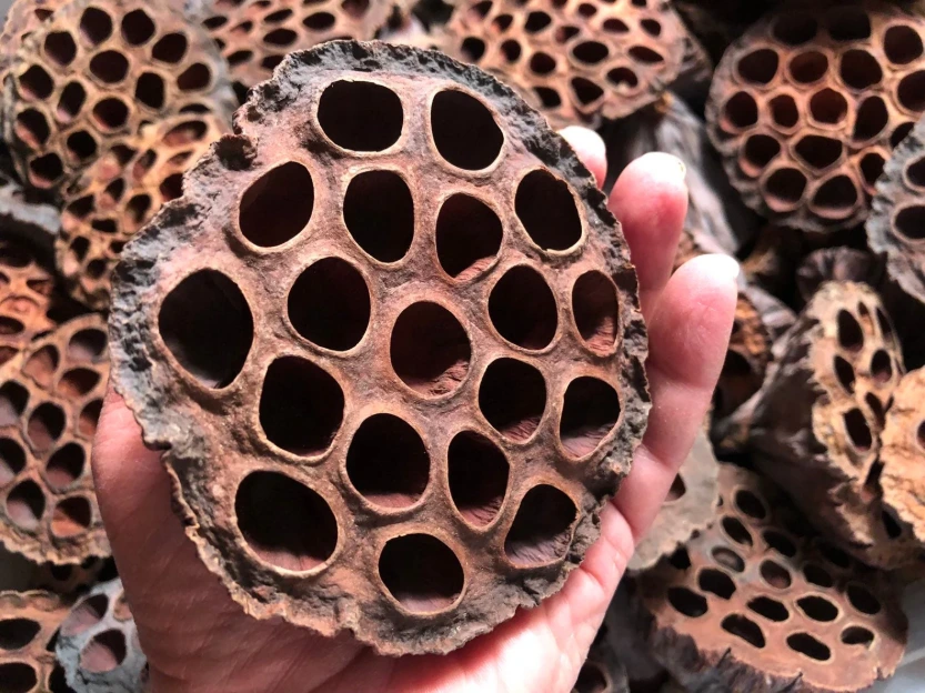 Cachette gousse de lotus