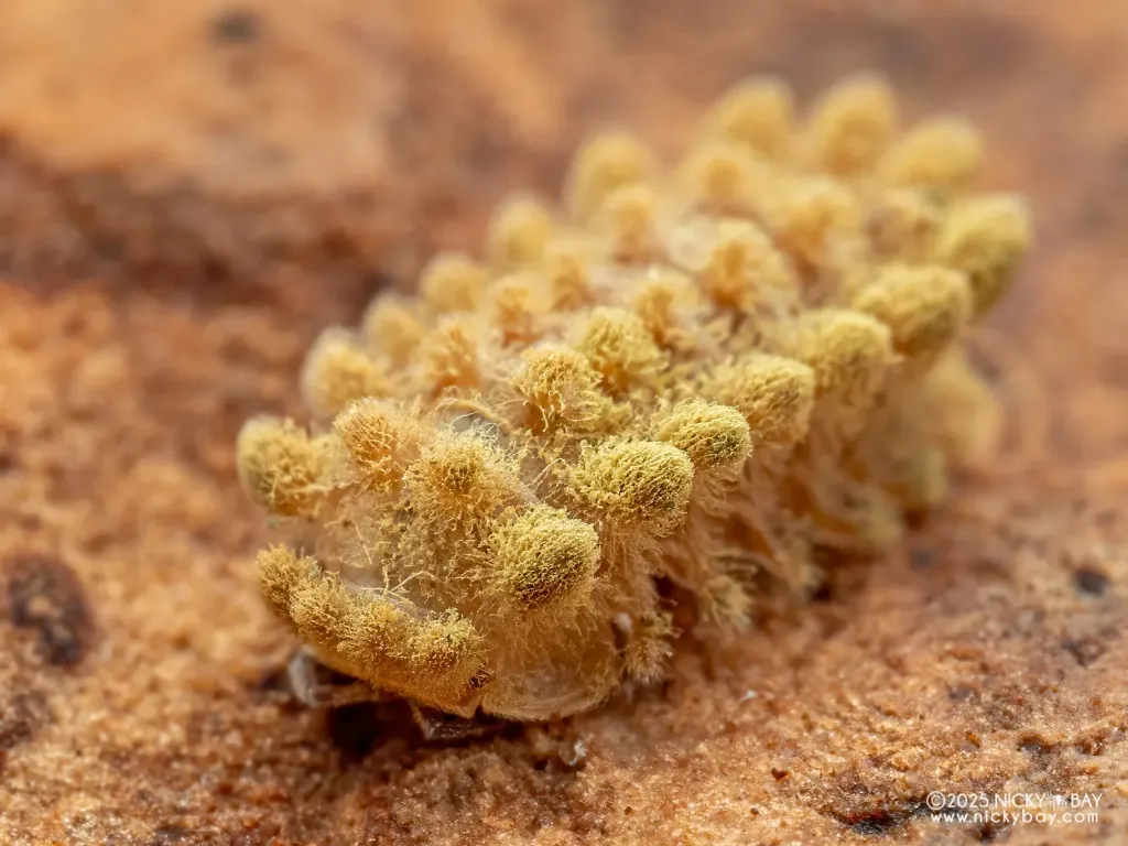 Armadillidae "Qilin" (x1)