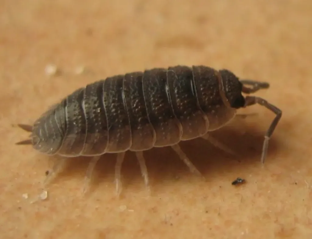 Porcelio scaber (x1)