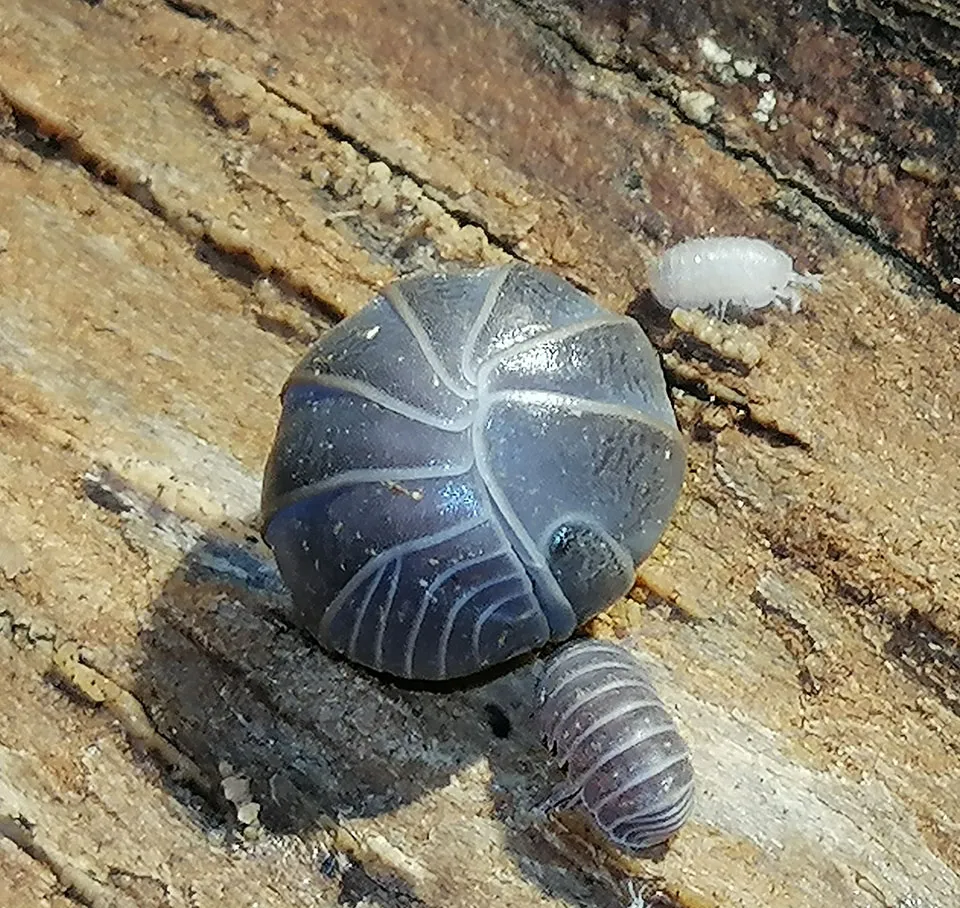 Armadillo officinalis (x10)