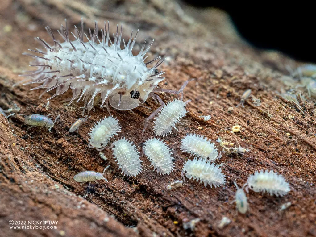 Laureola sp. "Ivory spiky" (x1)