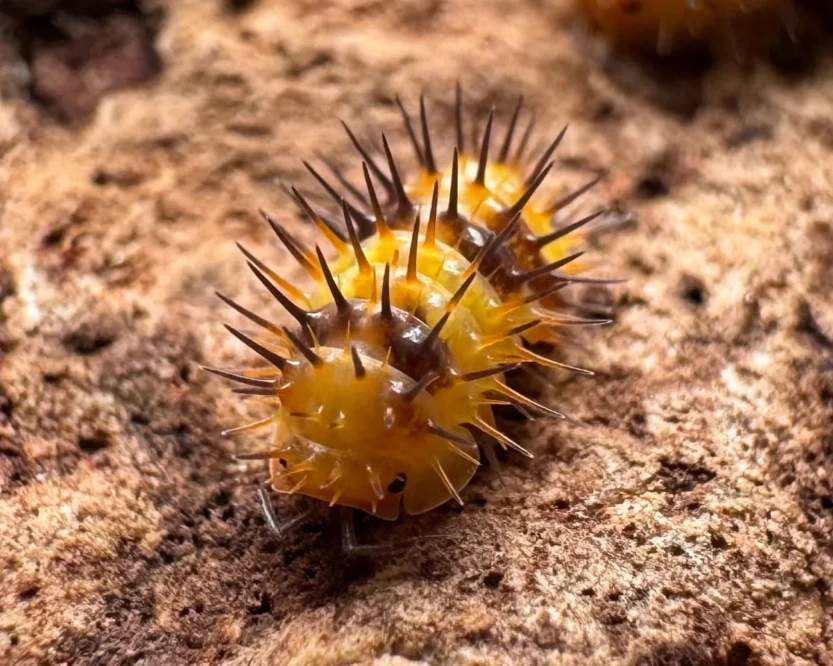 Laureola sp. "Durian spiky" (x1)