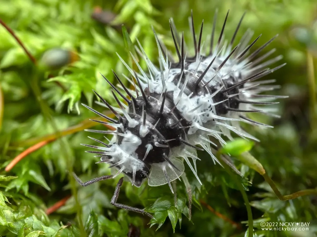 Laureola sp. "Skull spiky" (x1)