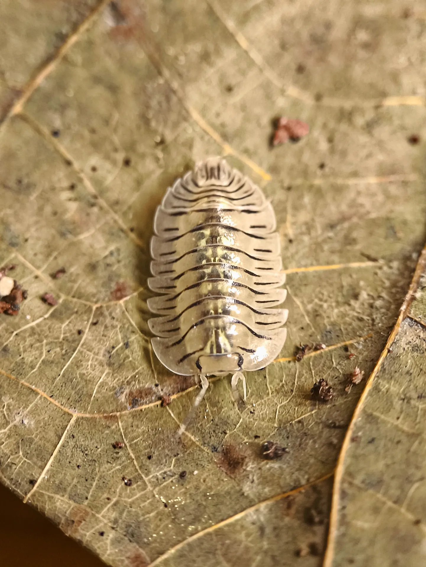 Troglodillo sp. "Papillon" (x1)