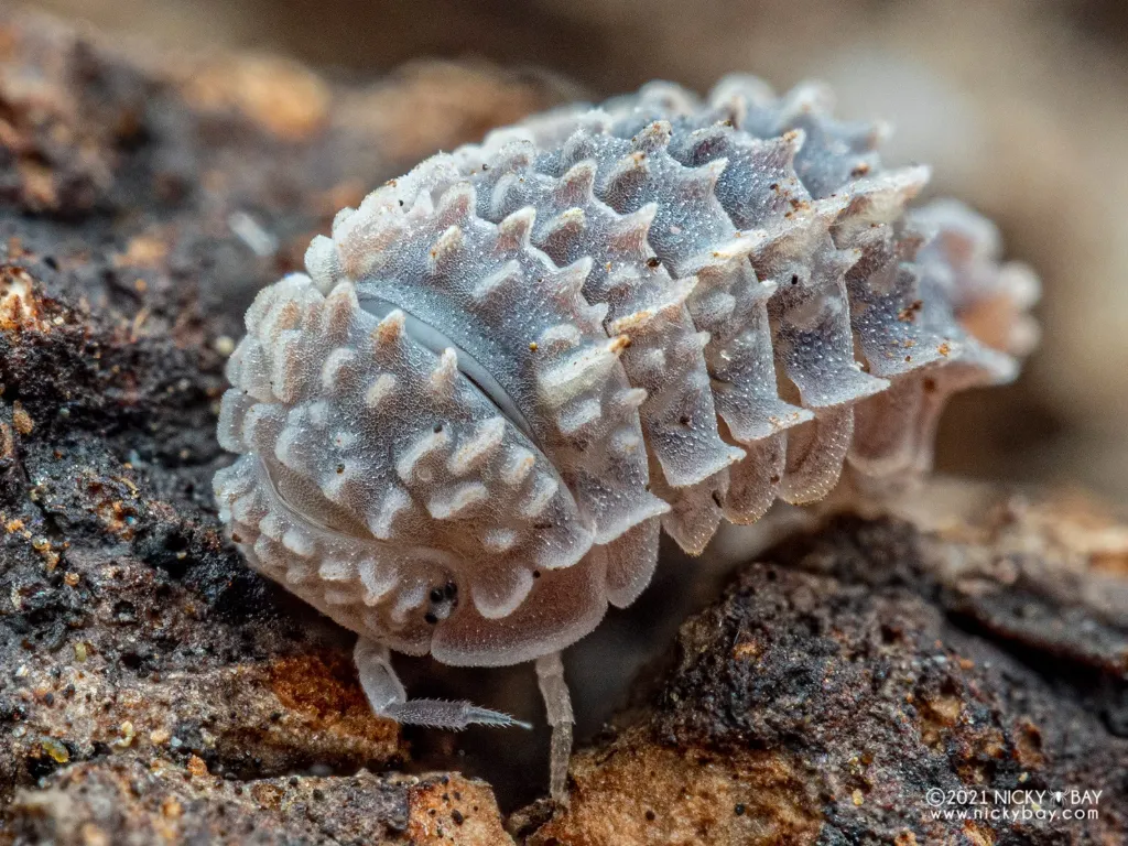 Reductoniscus tuberculatus “Ankylosaur” (x5)