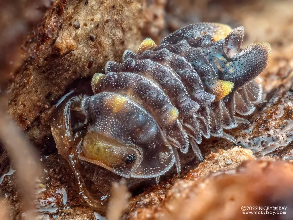 Parakermania longa “Tailbarb” (x1)