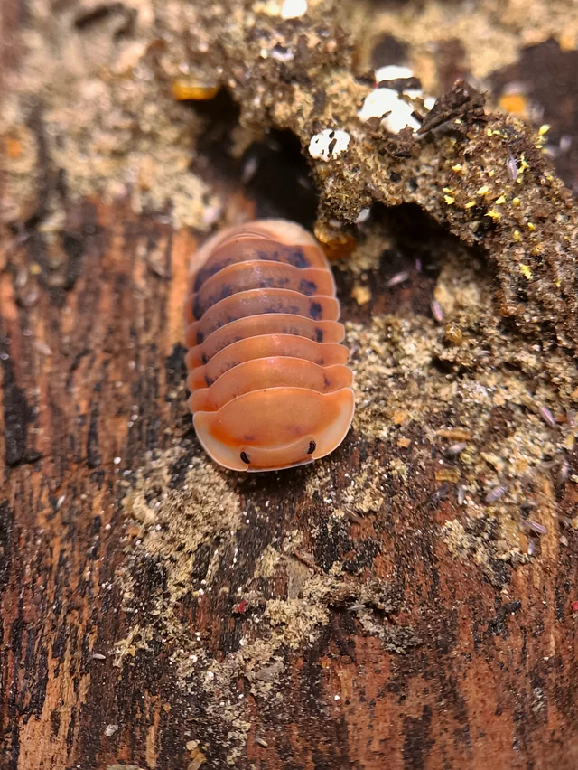 Cubaris sp. "Angry monk" (x5)