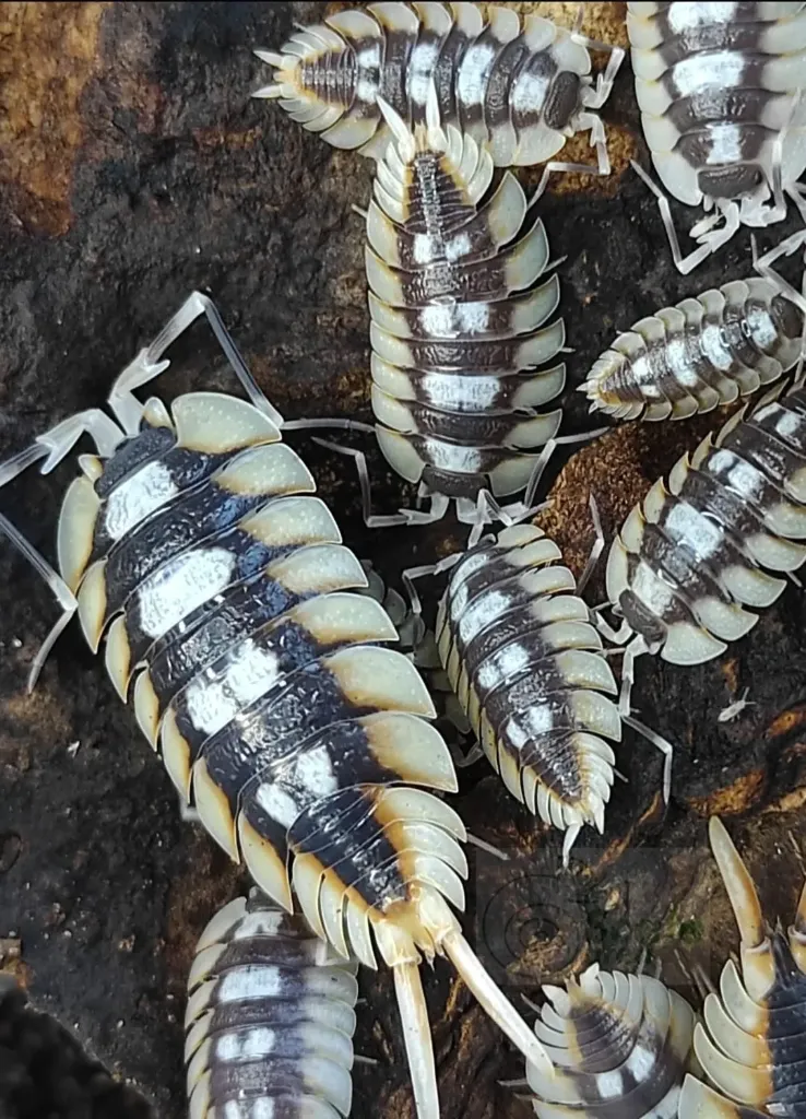 Porcellio expansus "La senia" (x5)